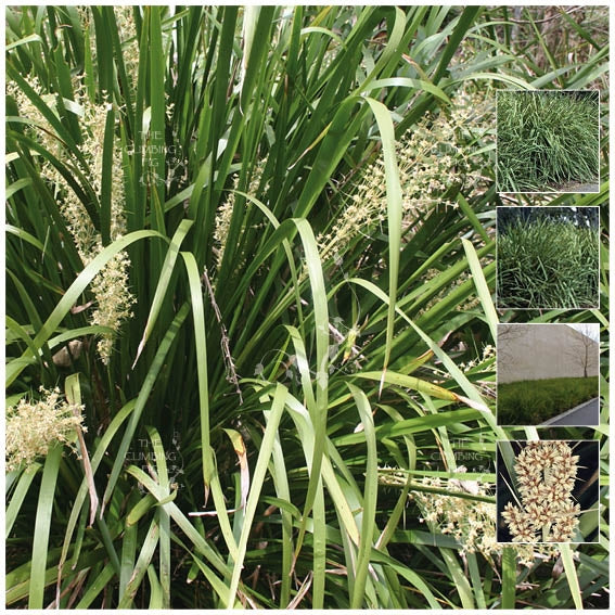 Lomandra Longifolia Warrior Seeds