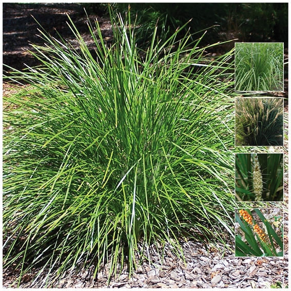 Lomandra Spicata Dwarf Fortress Seeds