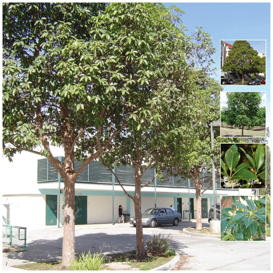 Lophostemon Confertus Seeds