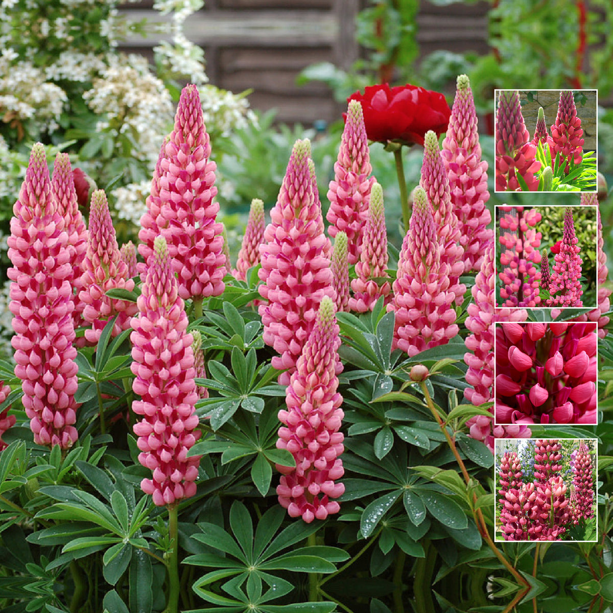 LUPIN Florida Giant Pink Seeds. Heavy flowering perennial. Pink cut flower