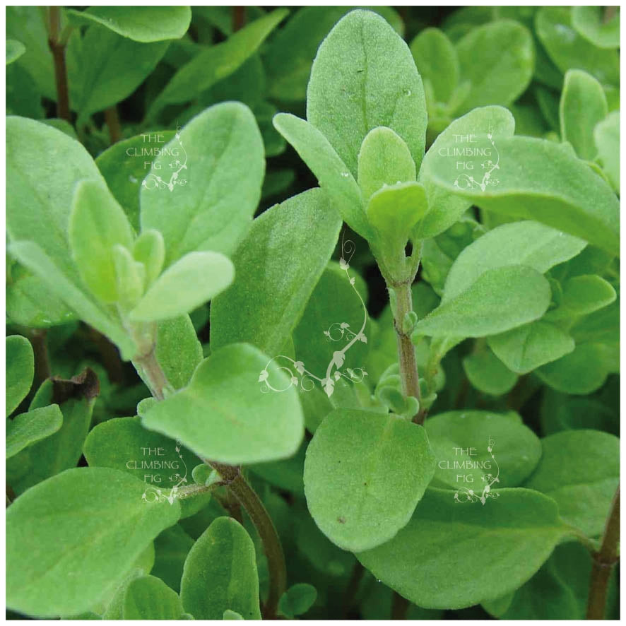 Majorana Sweet Marjoram Seeds