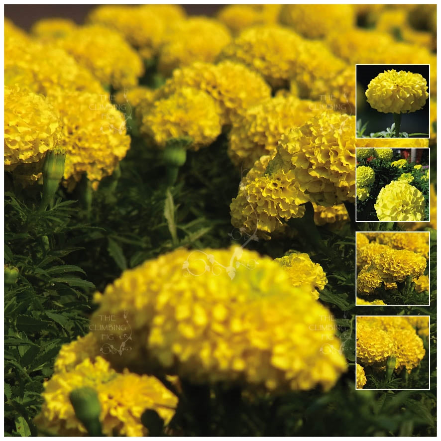 Marigold Compact Lemon Seeds