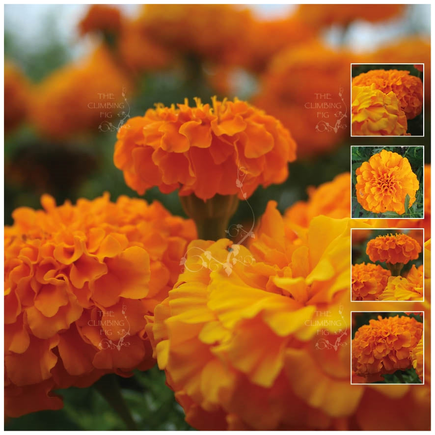 Marigold Compact Orange Seeds