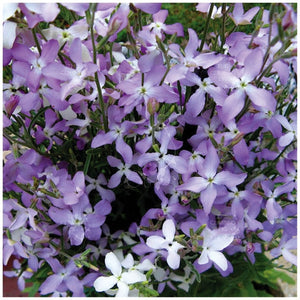 Matthiola Evening Scented Lilac Stock Seeds