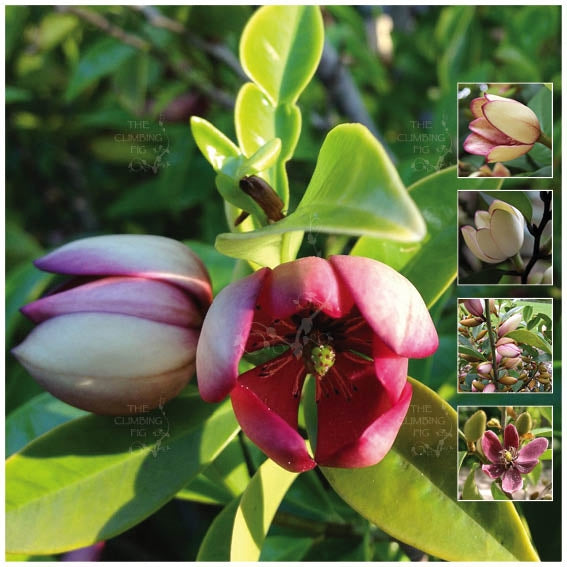 Michelia Figo Port Wine Magnolia Seeds