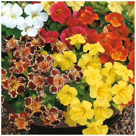 Mimulus Grandiflorus Mixed Seeds