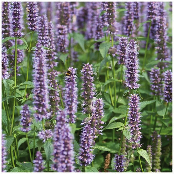 Mint Korean Mint LXR Seeds