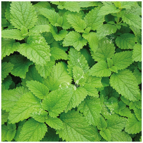 Mint Lemon Balm Mint LXR Seeds