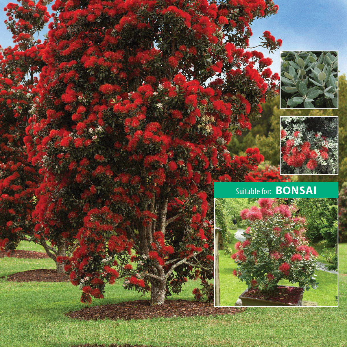 Metrosideros NZ Christmas Tree Seeds. Evergreen tree silver-green leaves