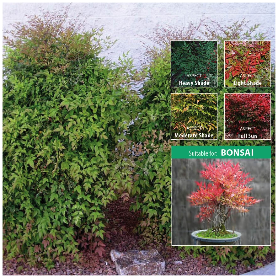 Nandina Domestica Sacred Zen Bamboo Seeds