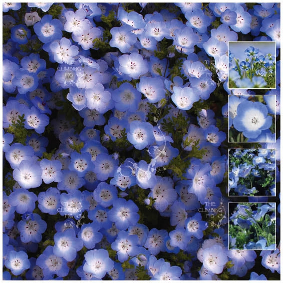 Nemophila Madagascar Blue Seeds