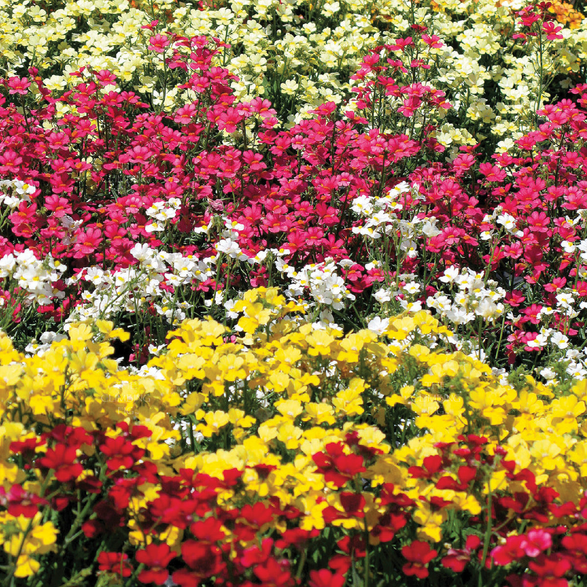 Nemesia Liberated Daydream Mix Seeds. Bright red, orange, pink, white flowers