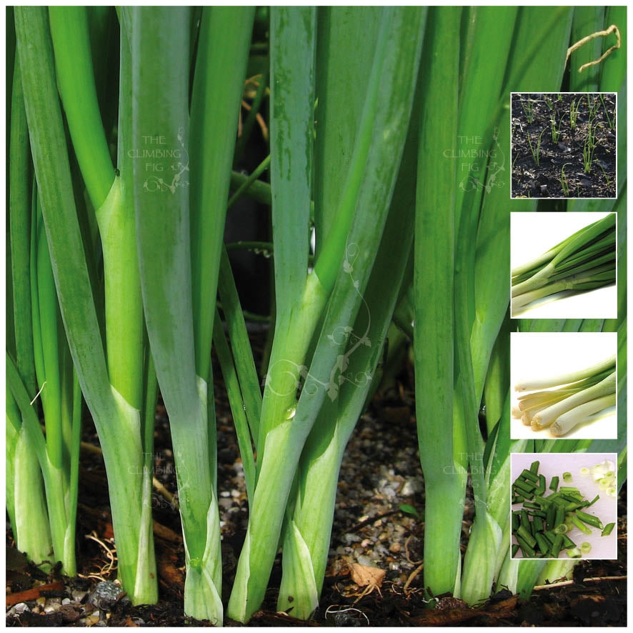 Onion Bunching Nebuka Evergreen Seeds