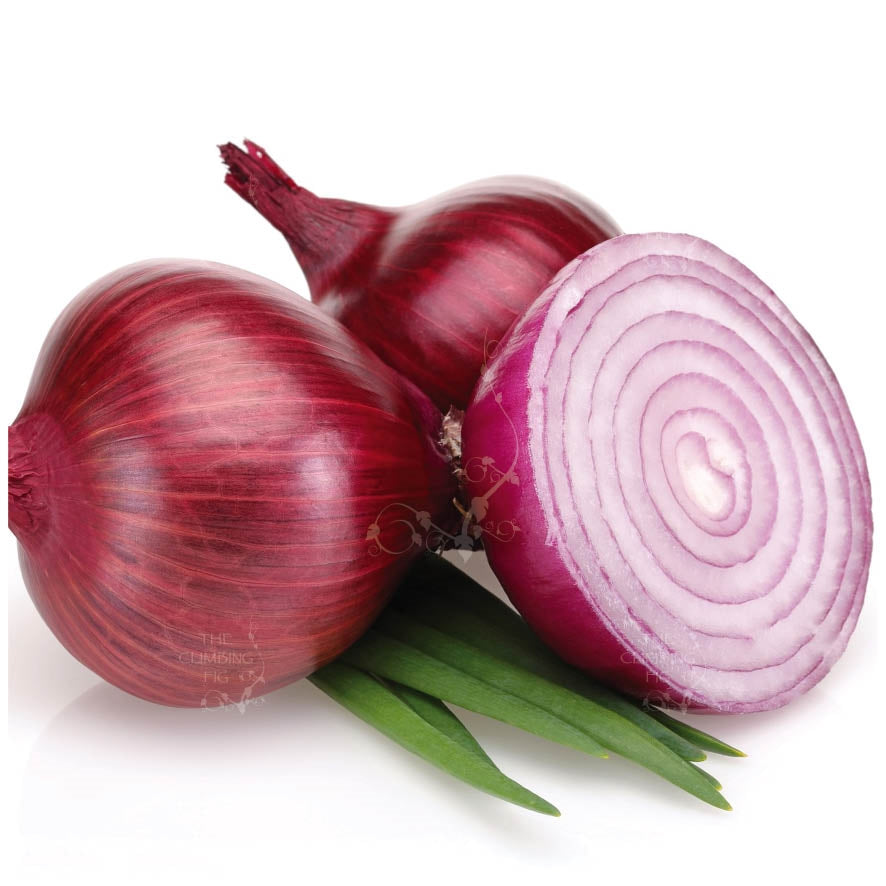 Onion Cebolla Roja Gigante Seeds
