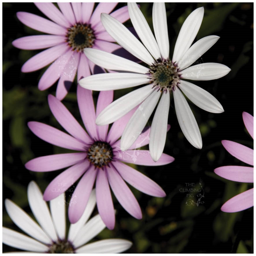 African Daisy Seed Mix For Planting - Wild Flower Seeds For Xeriscape  Landscapes