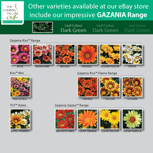 Gazania Intrepid Hybrid Mix Seeds. Mixed colours of large flowering hybrids