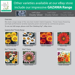 Gazania Intrepid Hybrid Mix Seeds. Mixed colours of large flowering hybrids