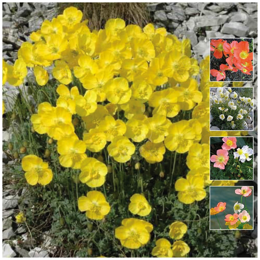 Papaver Alpinum Hybrid Alpine Poppy Seeds