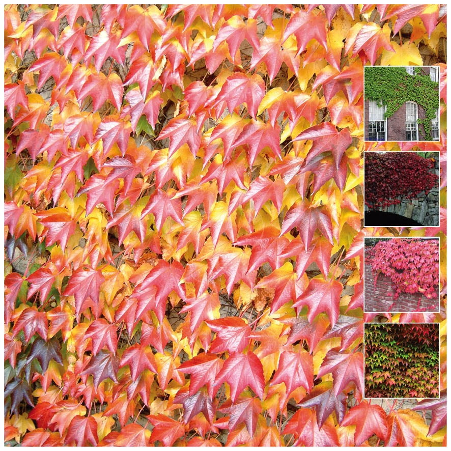 Parthenocissus Boston Ivy Seeds