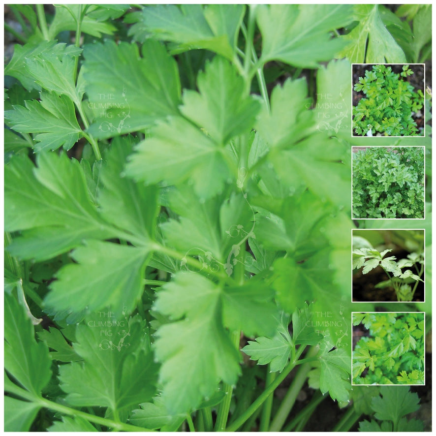 Parsley Italian Resilience Seeds