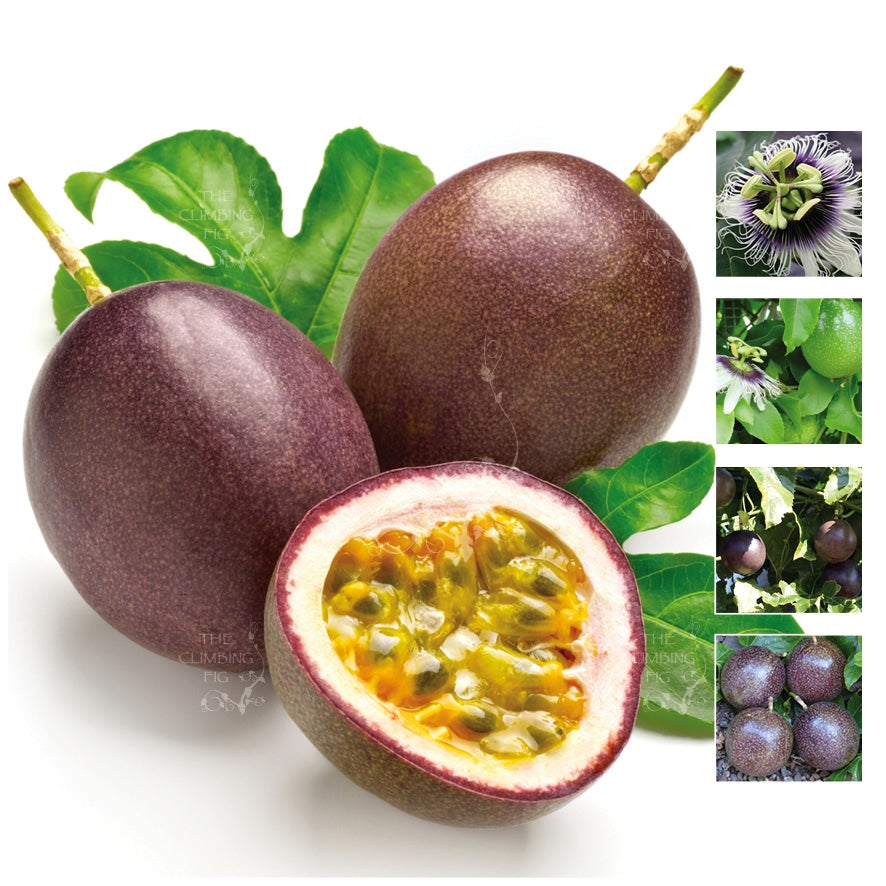 Passionfruit Edulis Black Max Seeds