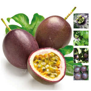 Passionfruit Edulis Black Max Seeds