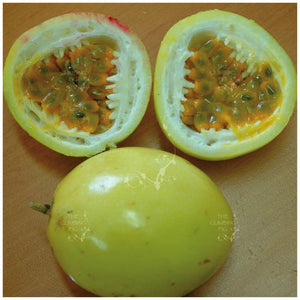 Passionfruit Enduro Gold Seeds