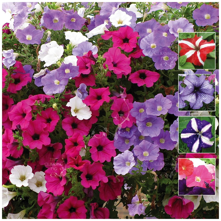 Petunia Happy Colours Seeds
