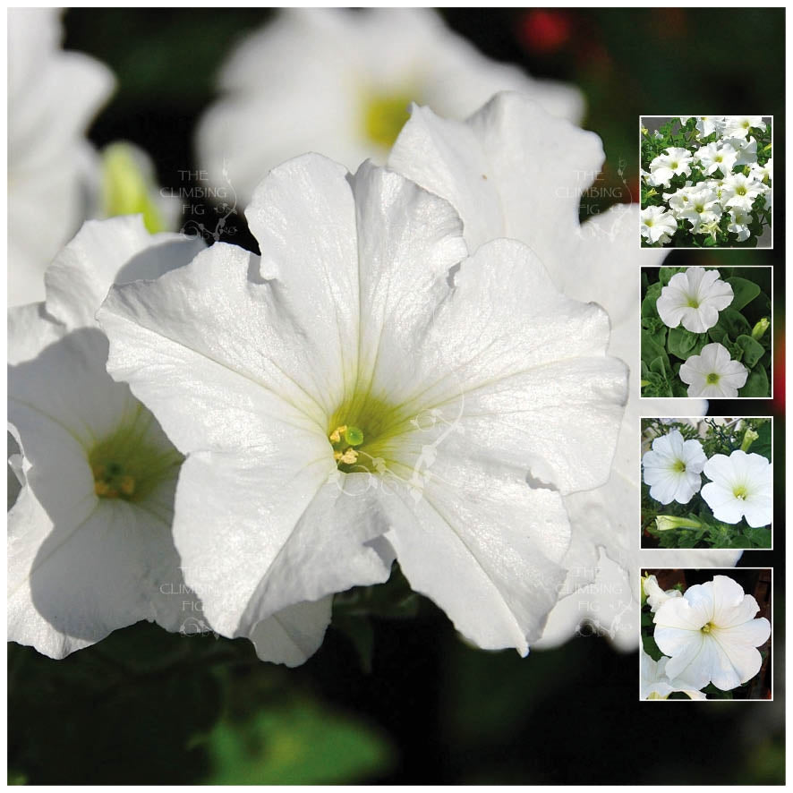 Petunia Majestic Snowball Seeds