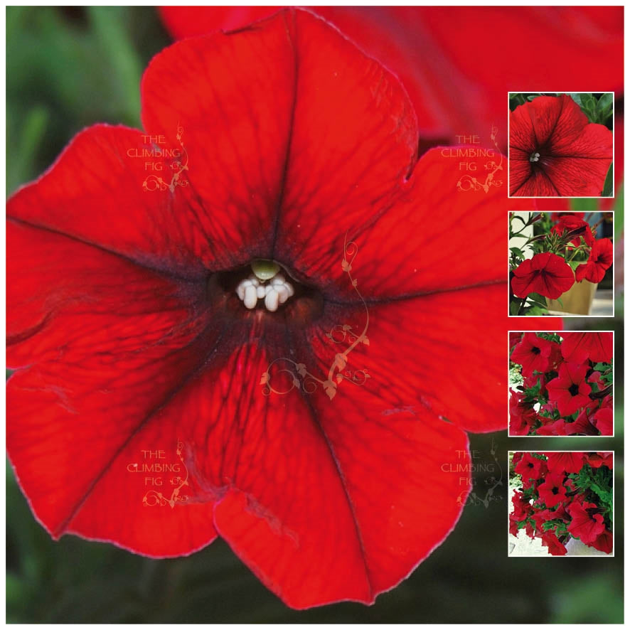 Petunia Royal Red Seeds