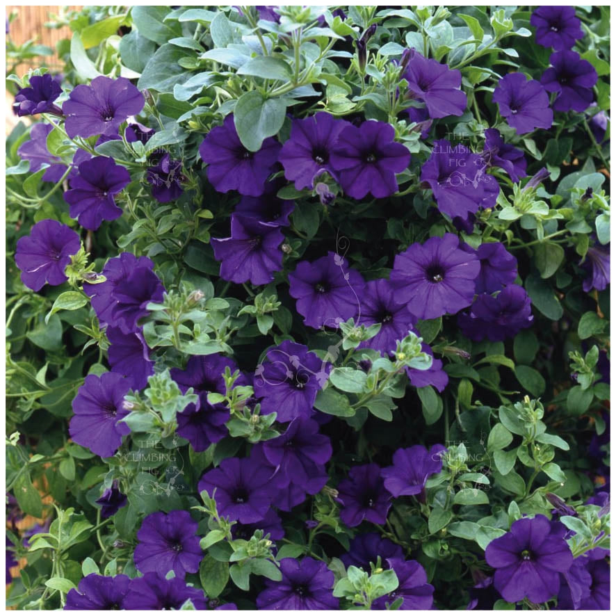 Petunia Violet Midnight Seeds