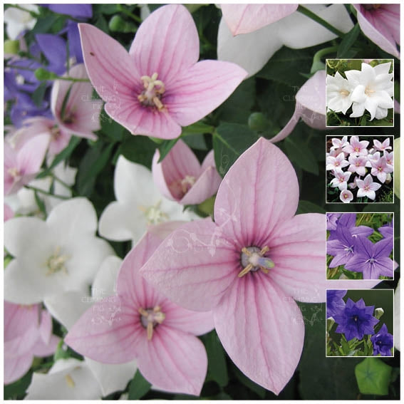 Platycodon Mix Of Amsterdam Seeds