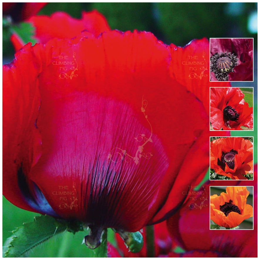 Poppy Oriental Red Velvet Rare Velvet Mix Seeds