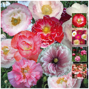 Poppy Shirley Double Mix Seeds