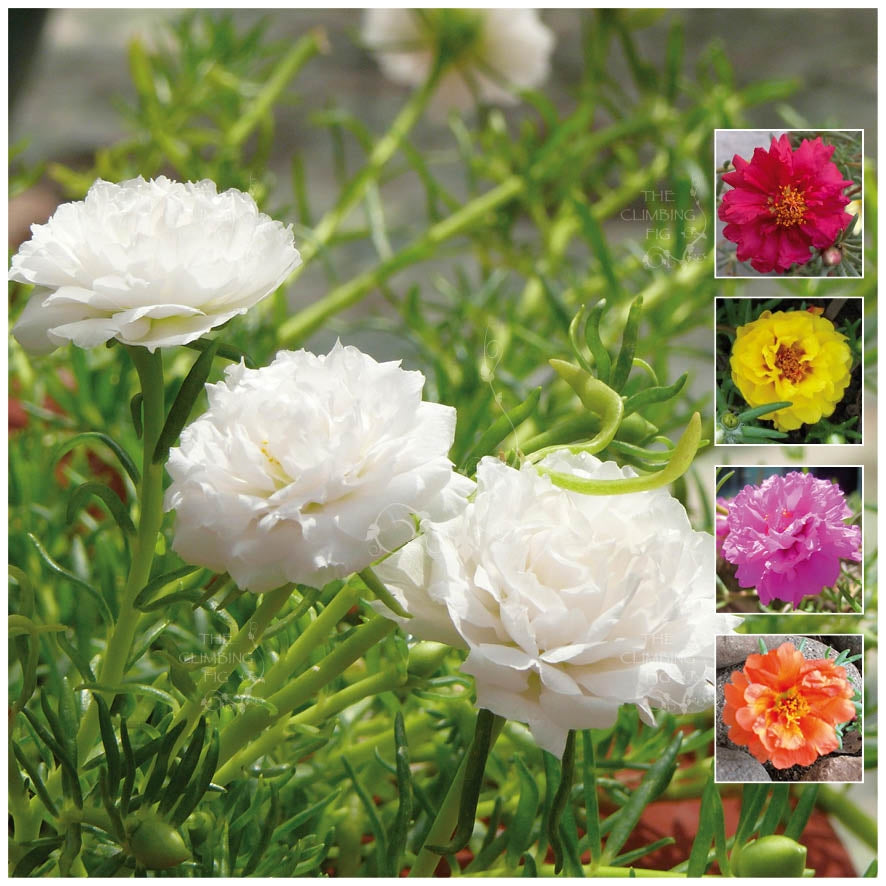 Portulaca Discodoubles Seeds