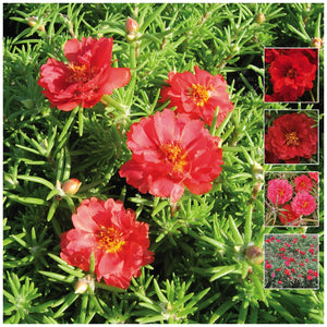 Portulaca Endless Summer Red Seeds