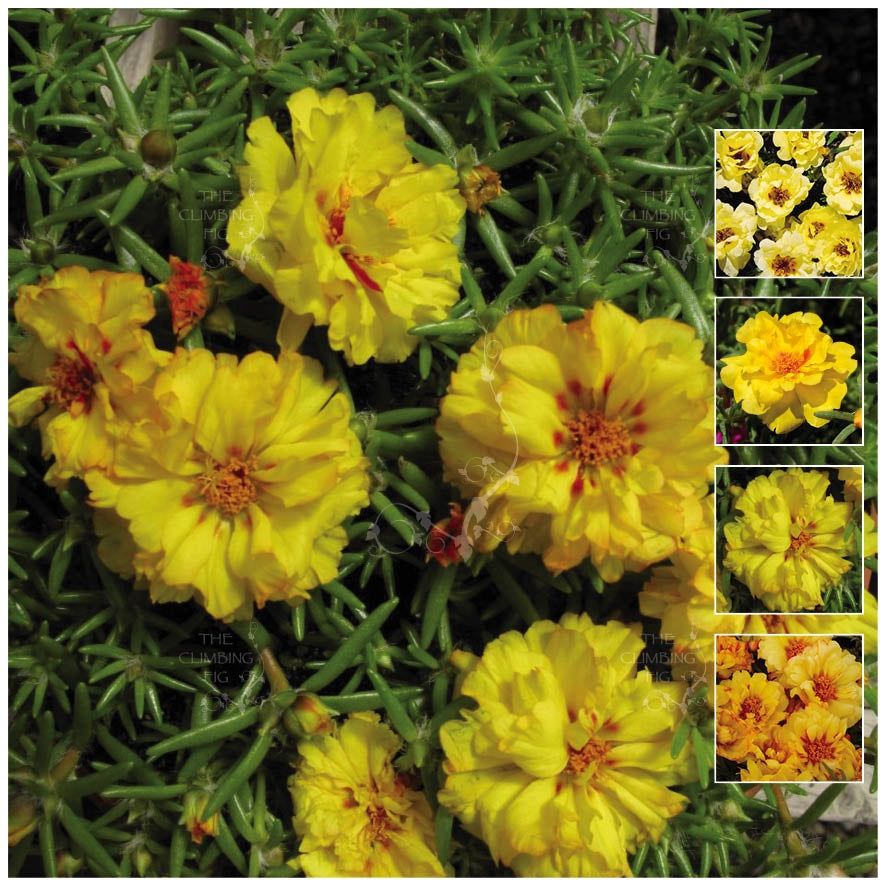 Portulaca Endless Summer Yellow Seeds