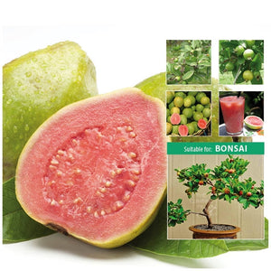 Psidium Pink Apple Guava Seeds
