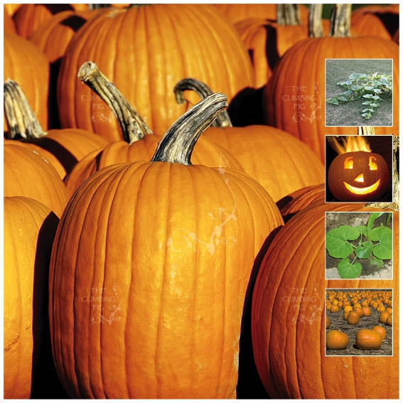 Pumpkin Halloween Orange Seeds