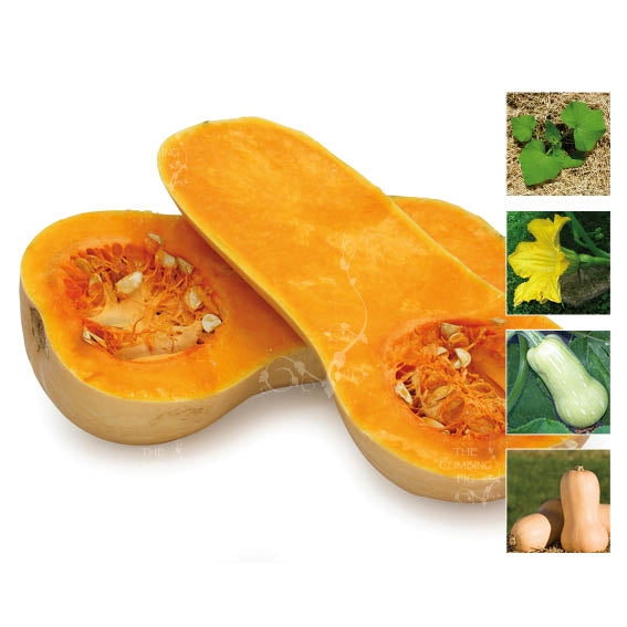 Pumpkin Waltham 451 Butternut Seeds