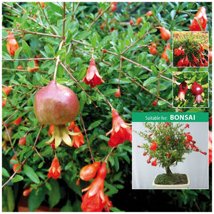 Punica Dwarf Pomegranate Seeds