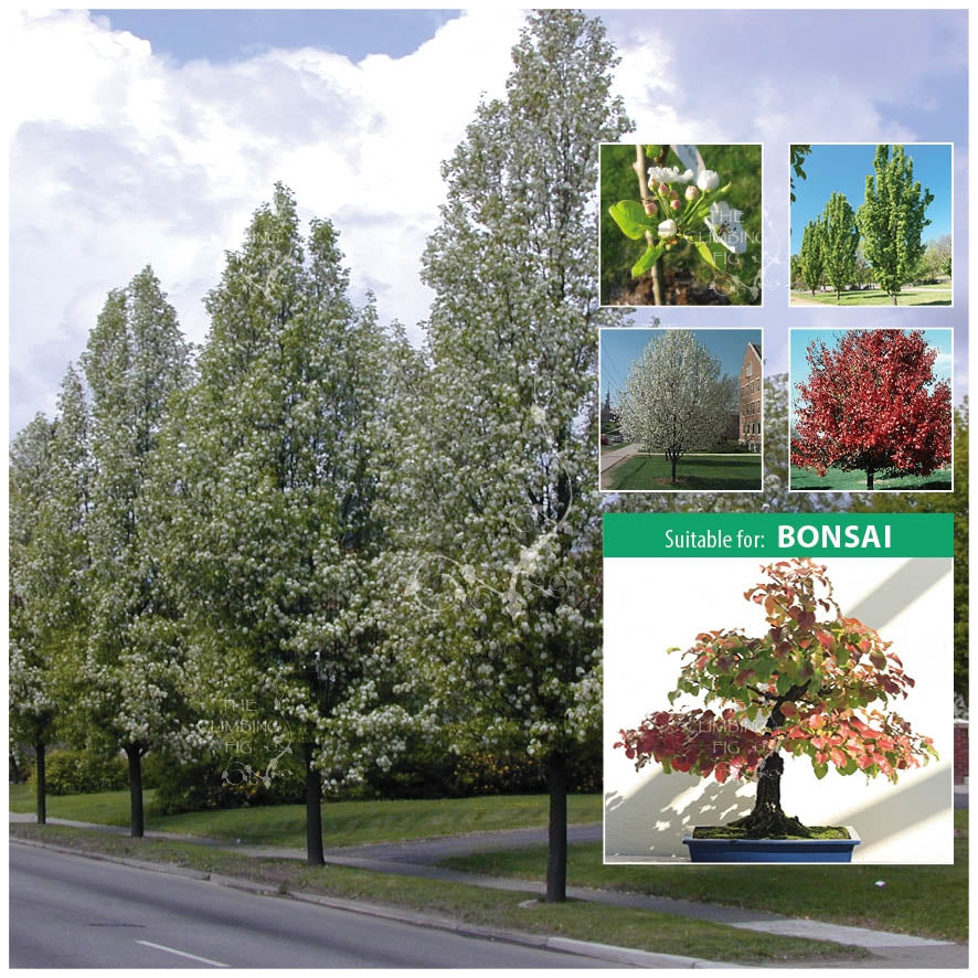 Pyrus Calleryana Callery Pear Seeds