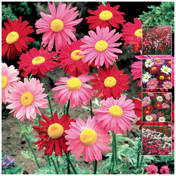 Pyrethrum Daisy Robinson&#39;s Giant Mix Seeds