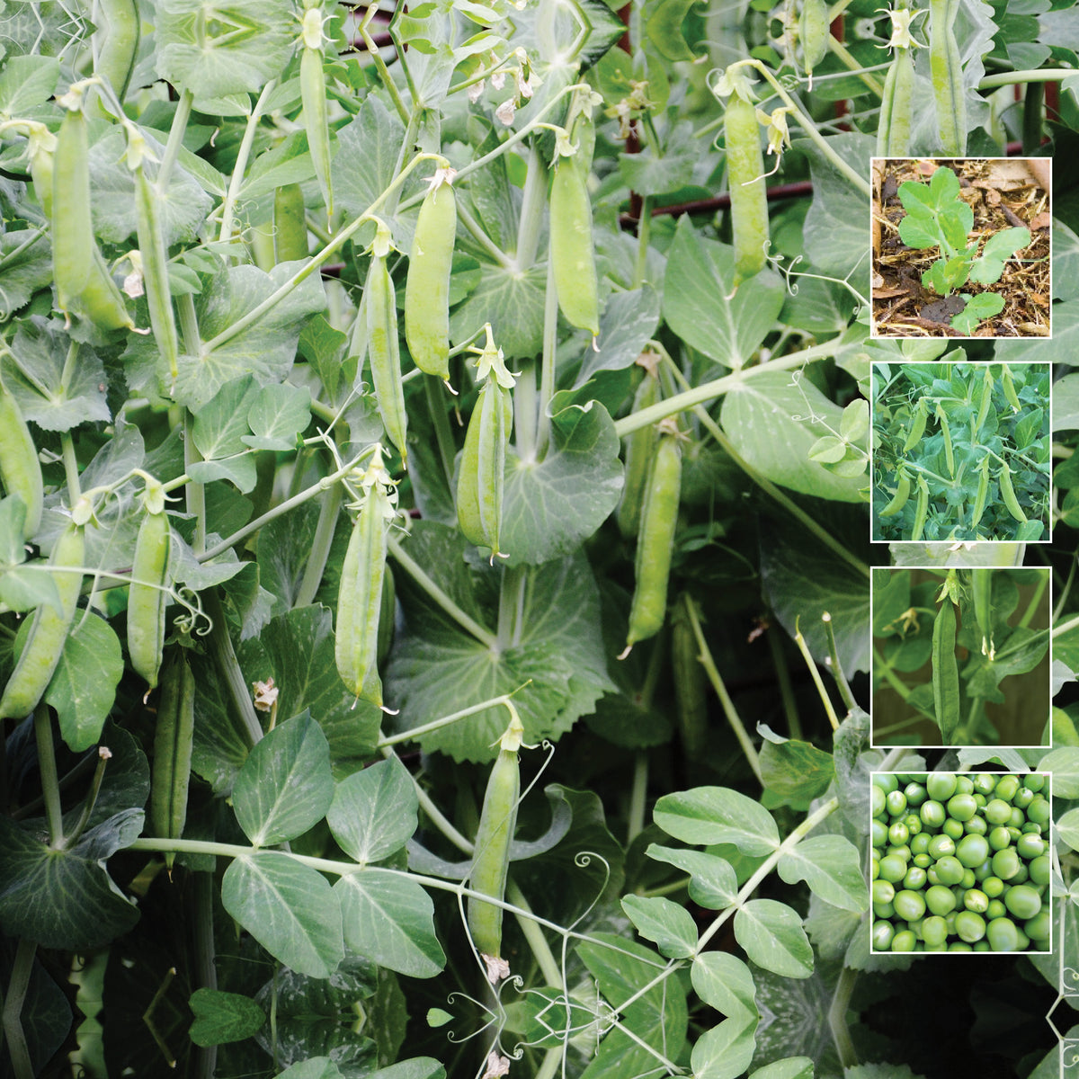 Pea Sugarsnap Climbing Seeds. Sugar Snap Peas. Stringless juicy pea pods