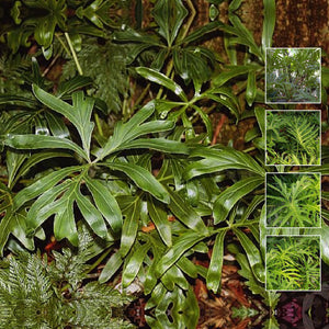 PHILODENDRON Adamantinum X Seeds. RARE Amazonian species. Foliage Plant