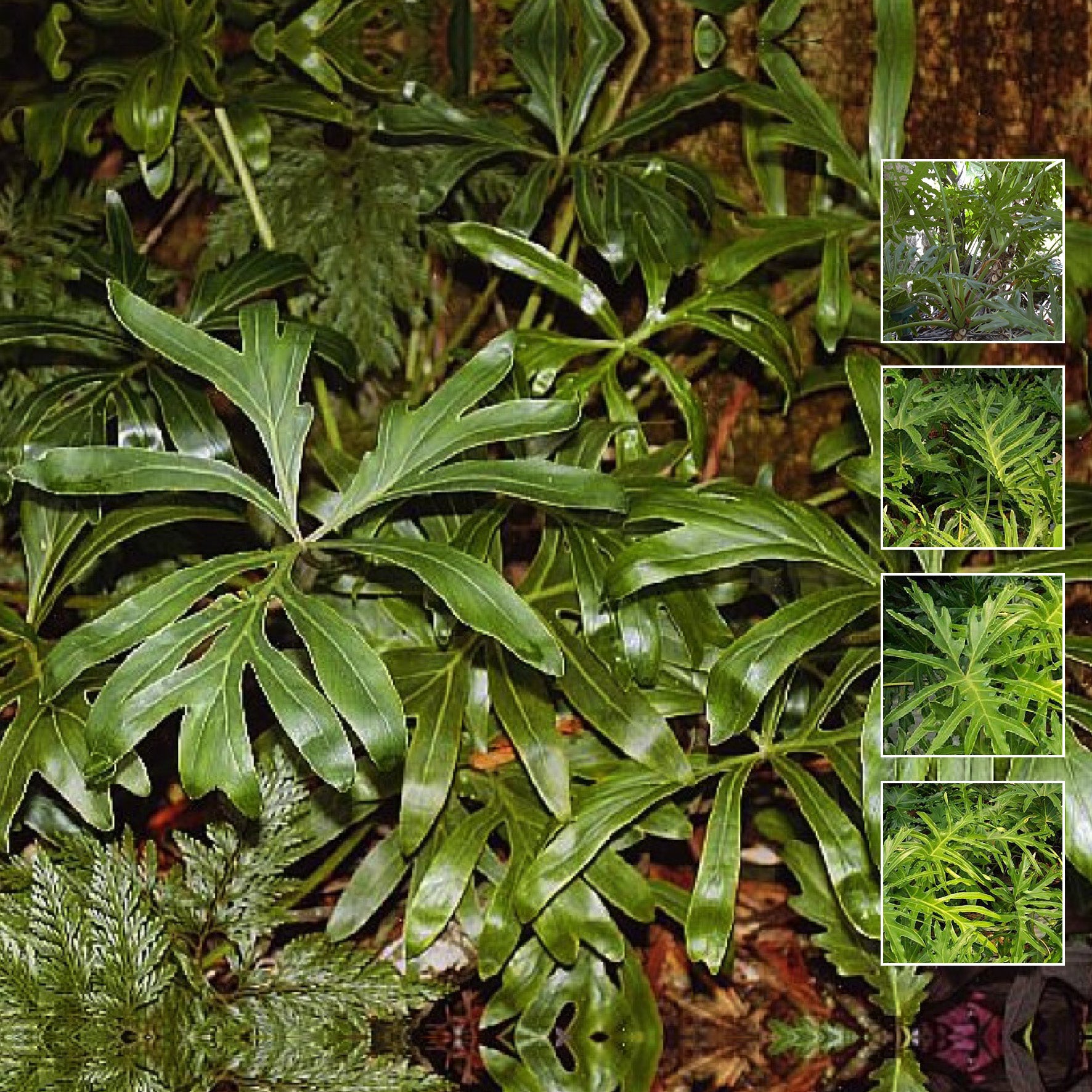 philodendron bipinnatifidum seeds Philodendron Bipinnatifidum Seeds. Hardy landscape foliage plant. Sell