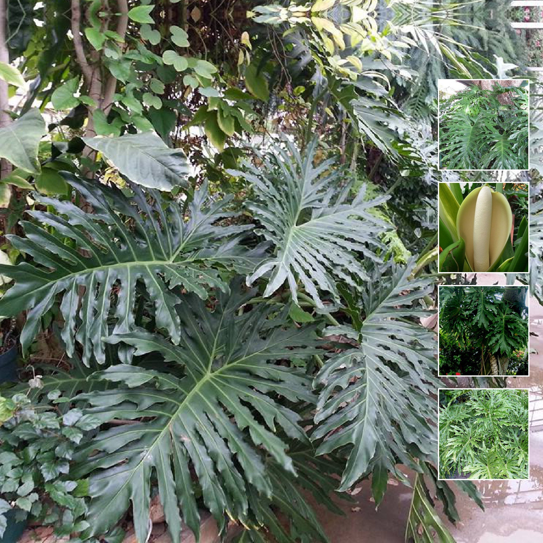 hardy philodendron Philodendron Lundii Seeds. Exotic hardy landscape foliage plant. Sello