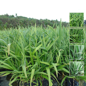 PHORMIUM Cookianum Dwarf Green Seeds. Compact flax for designer landscapes
