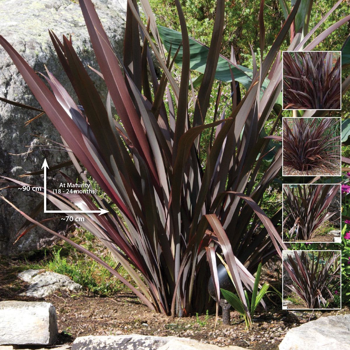 PHORMIUM Cookianum Purpurea Seeds. Premium compact flax modern landscape
