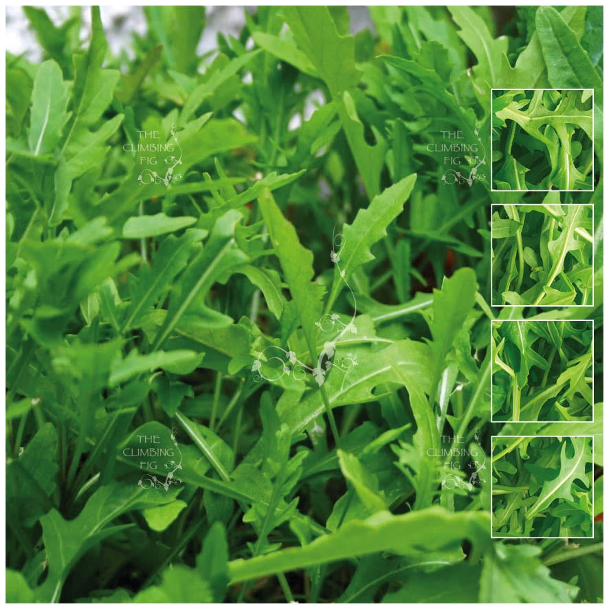 Rocket Gourmet Salad Seeds